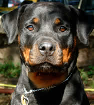 rott